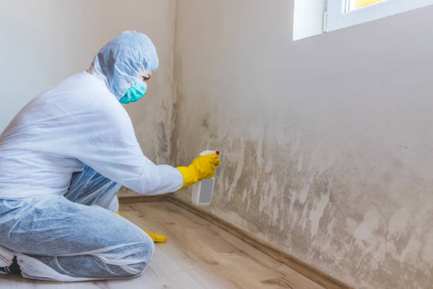 Licensed Mold Remediation service in Itasca, TX - 24 Hour Mold Removal